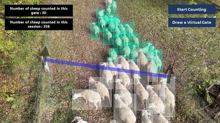 AERIAL COUNTING: HOW TECHNOLOGY IS TRANSFORMING RUMINANT FARMING